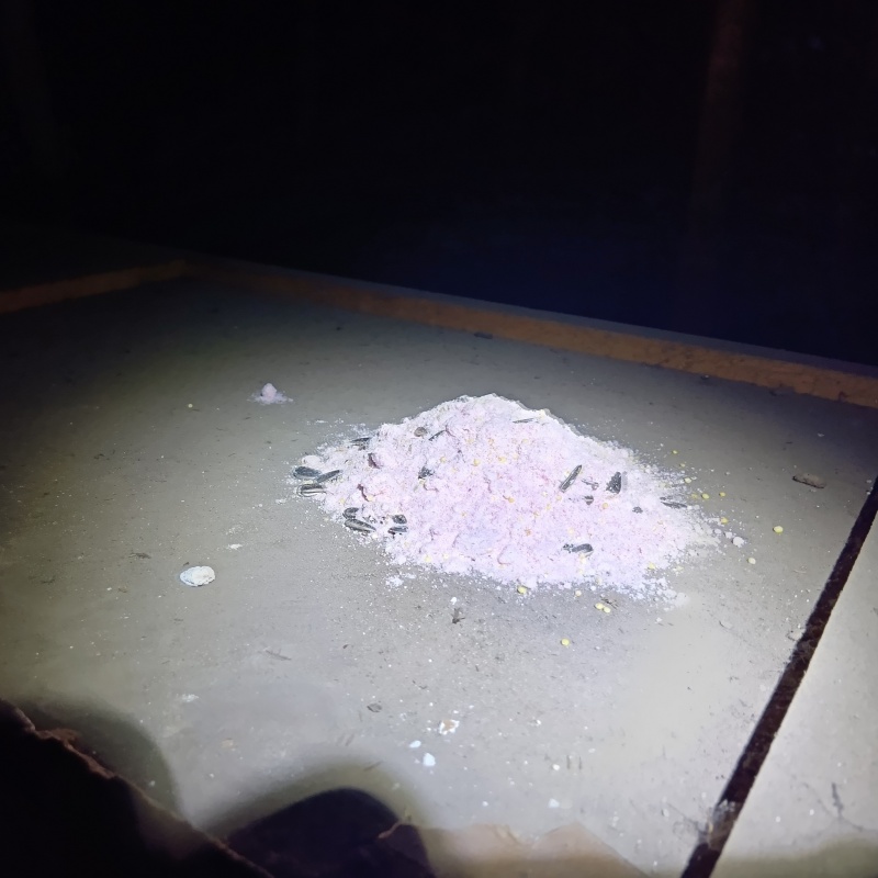 屋根裏に殺鼠剤を設置