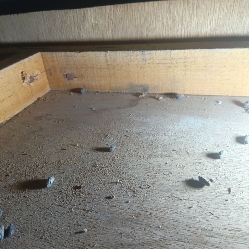 屋根裏に散らばったフン