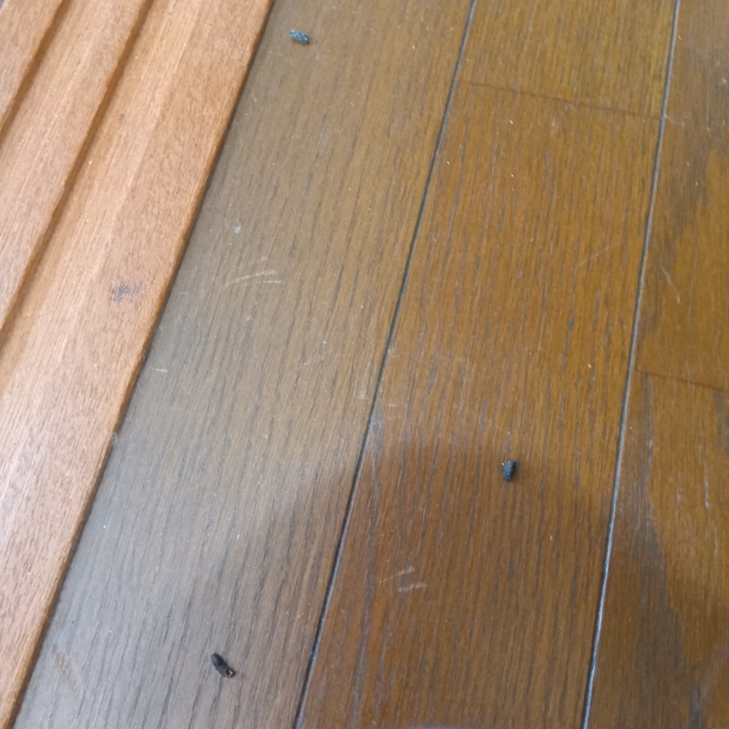 室内に散らばったフン