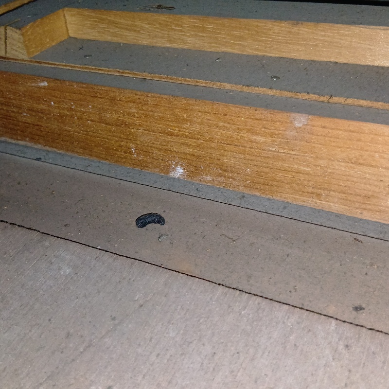 屋根裏で発見したフン