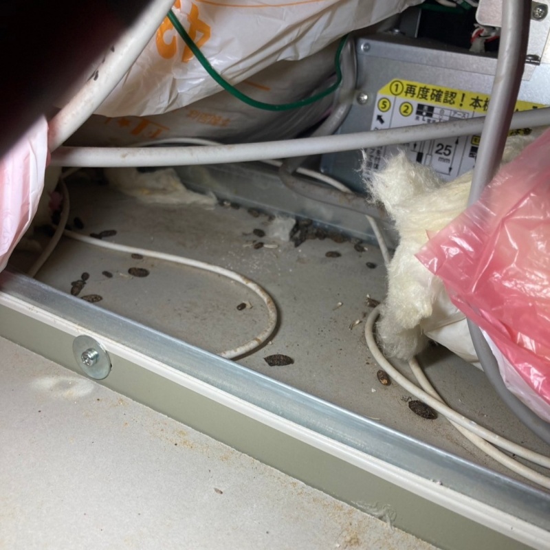 ネズミのフンが散らばっている様子