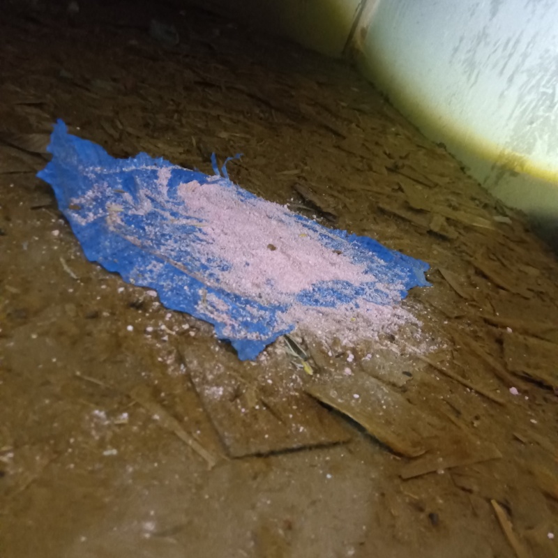 ネズミが殺鼠剤を食べたあと
