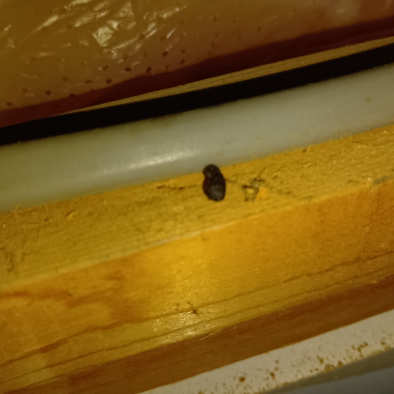 屋根裏に落ちていたフン