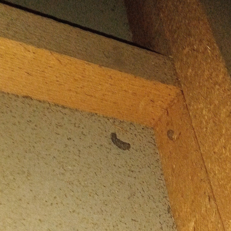 屋根裏に落ちているフン