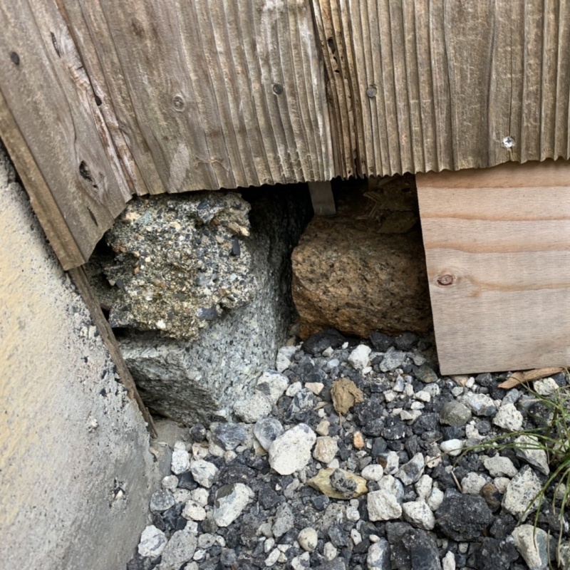 アライグマ駆除の施工事例（滋賀県蒲生郡竜王町橋本）