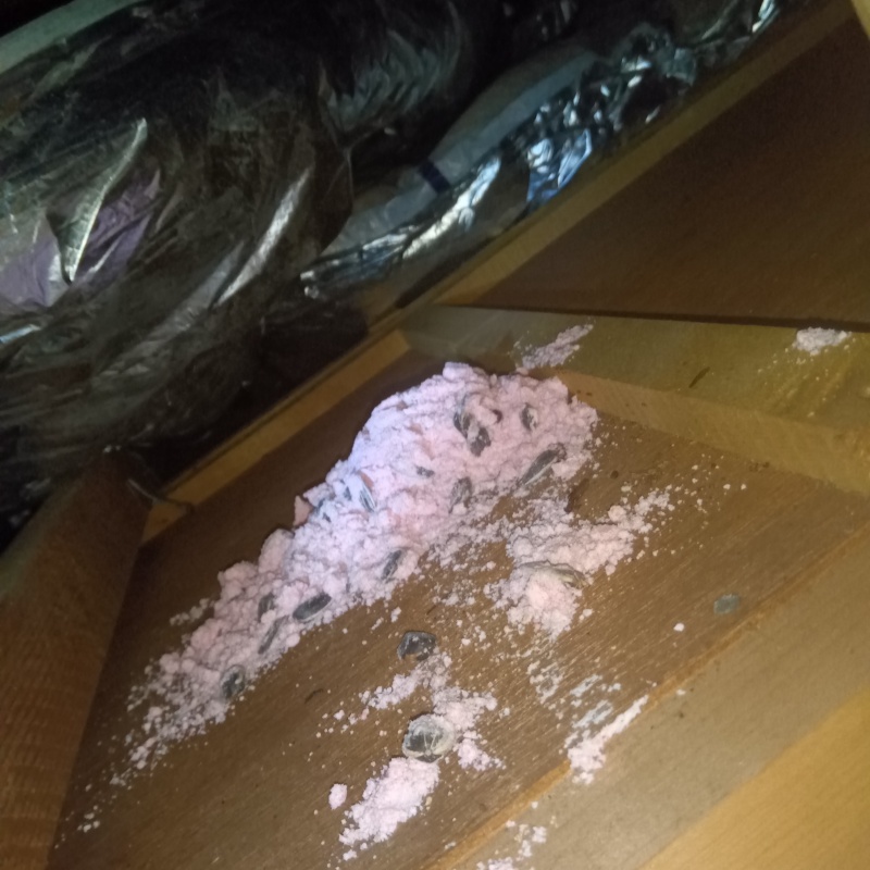 ネズミが殺鼠剤を食べたあと