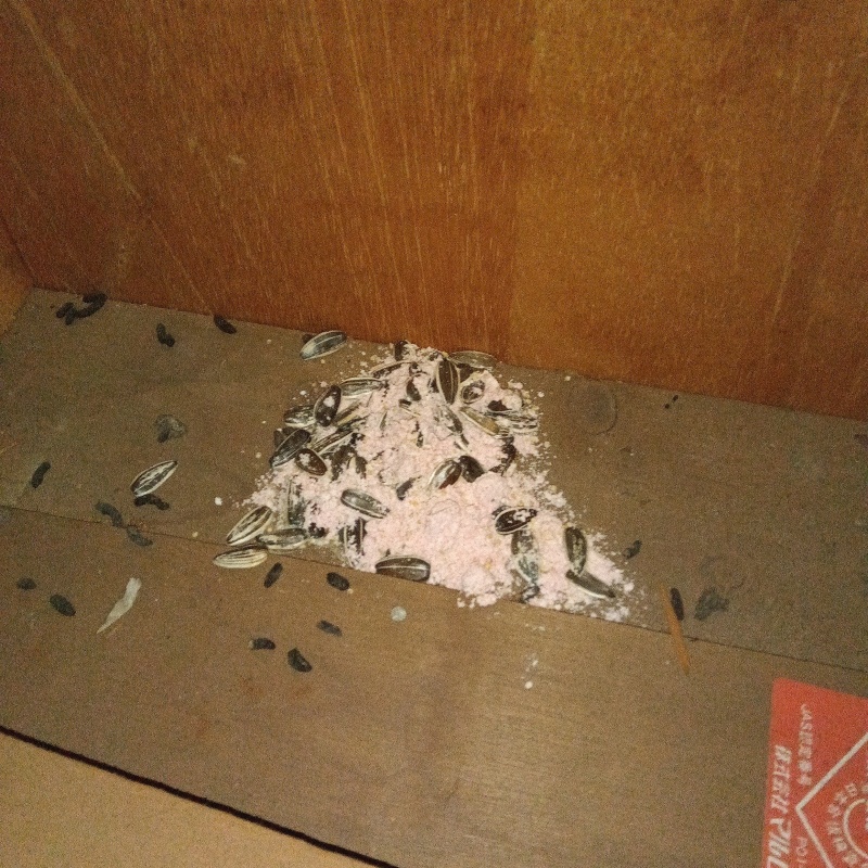 殺鼠剤を設置