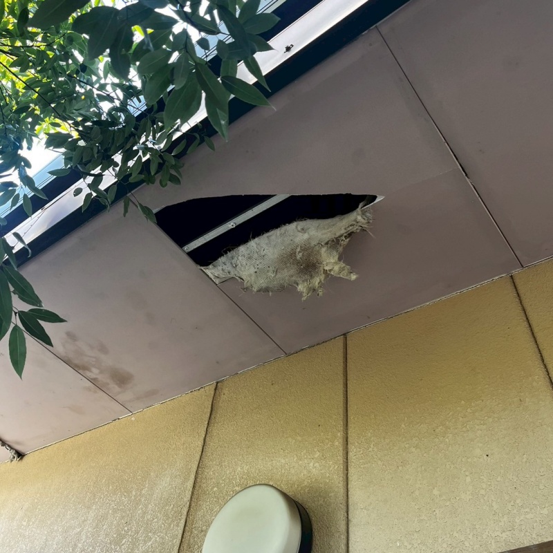 アライグマ駆除の施工事例（神奈川県横浜市旭区）