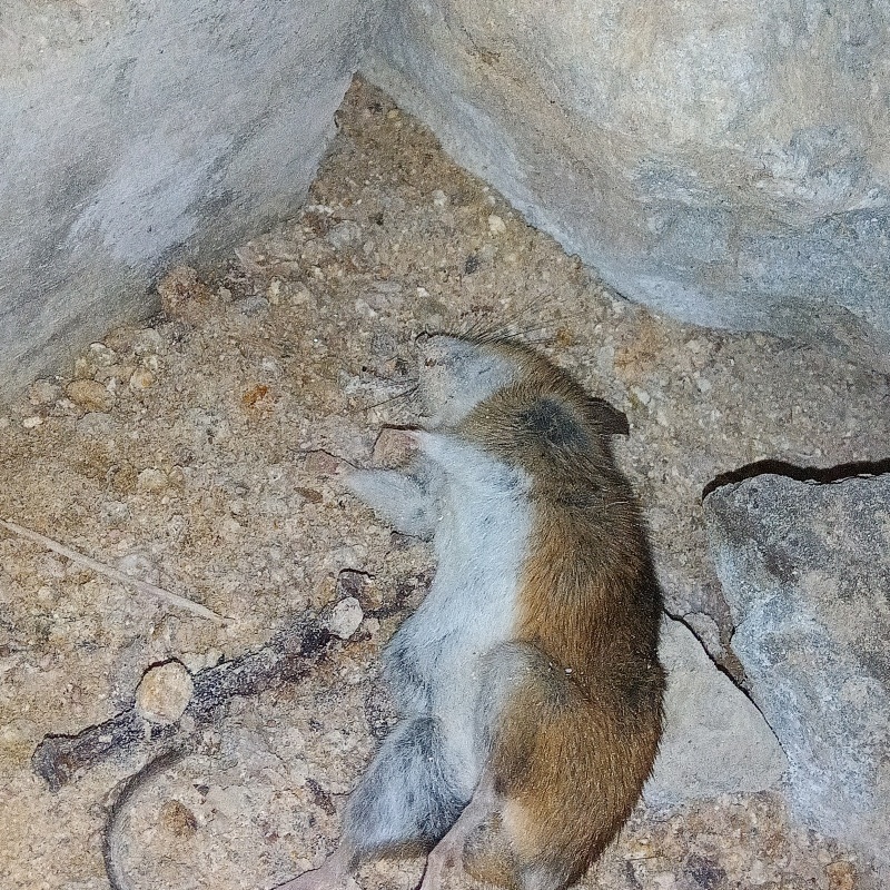 ネズミの死骸