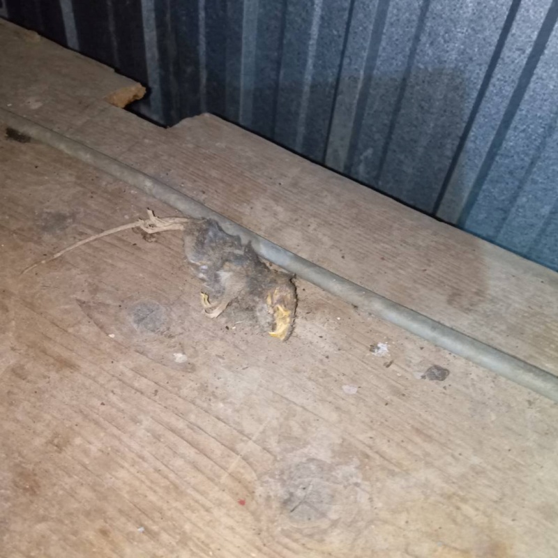 ネズミの死骸