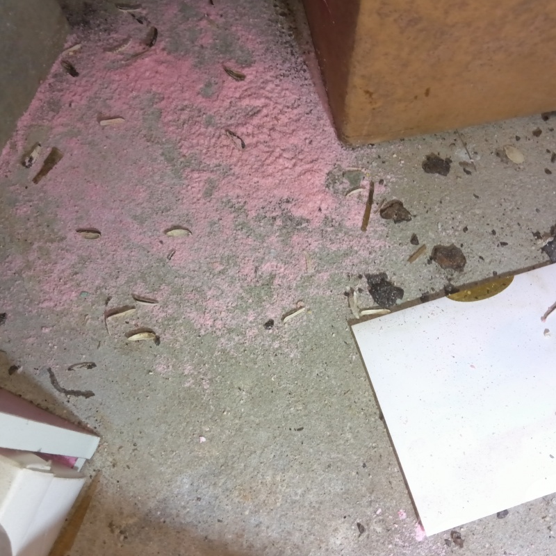 ネズミが殺鼠剤を食べたあと