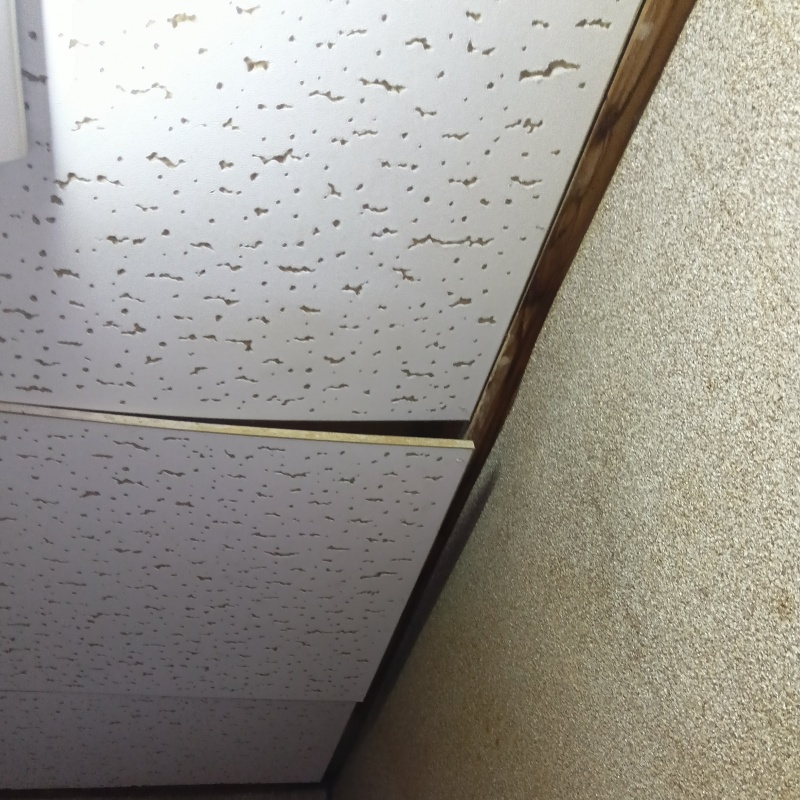 アライグマ駆除の施工事例（山梨県中巨摩郡昭和町上河東）
