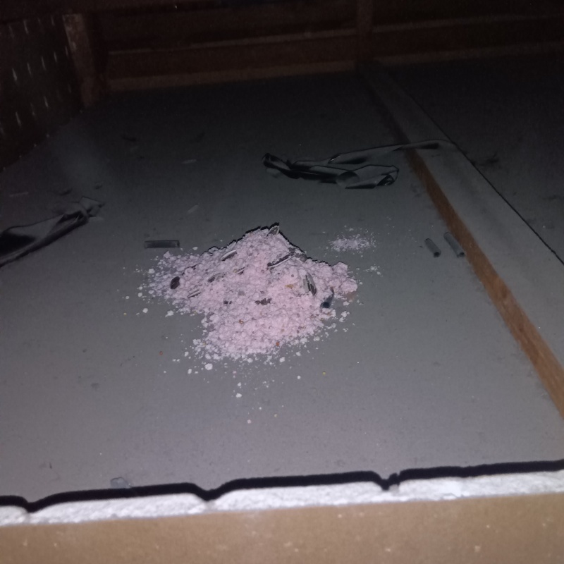 殺鼠剤を設置