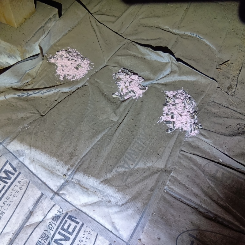 殺鼠剤を設置