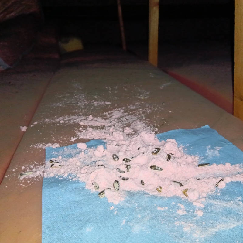 ネズミが殺鼠剤を食べたあと