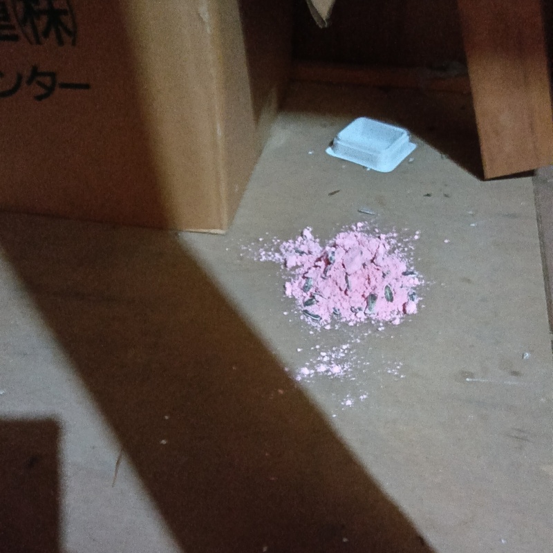 殺鼠剤を仕掛けている様子