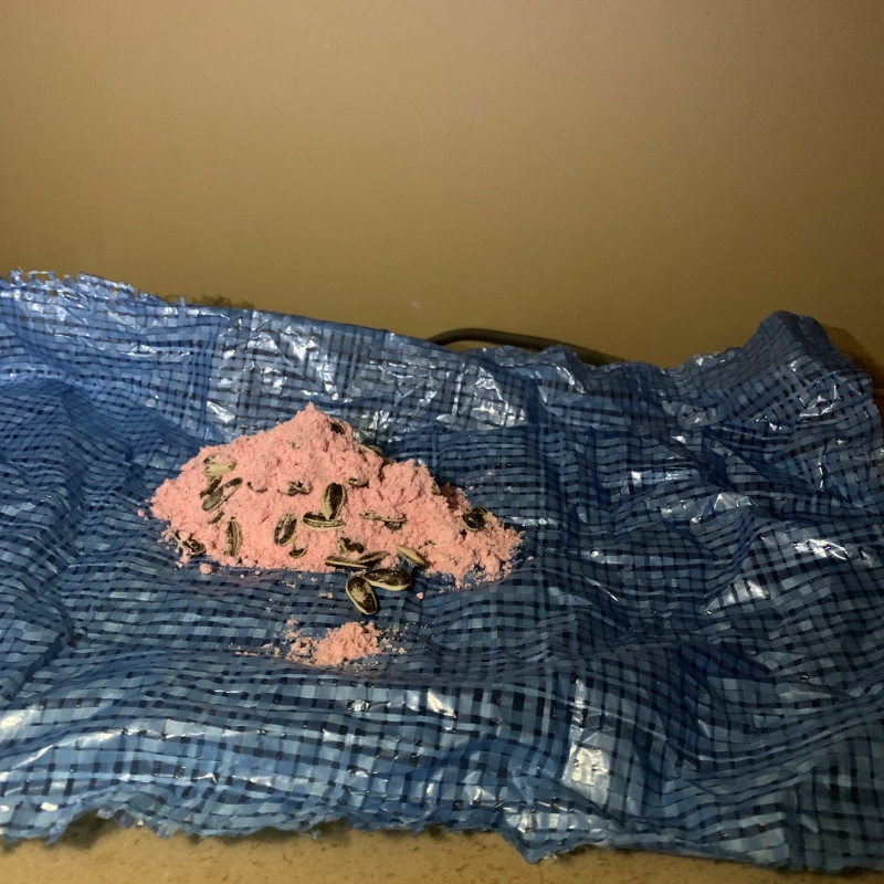 殺鼠剤を設置