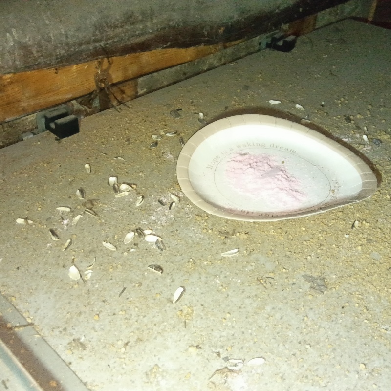 ネズミが殺鼠剤を食べたあと