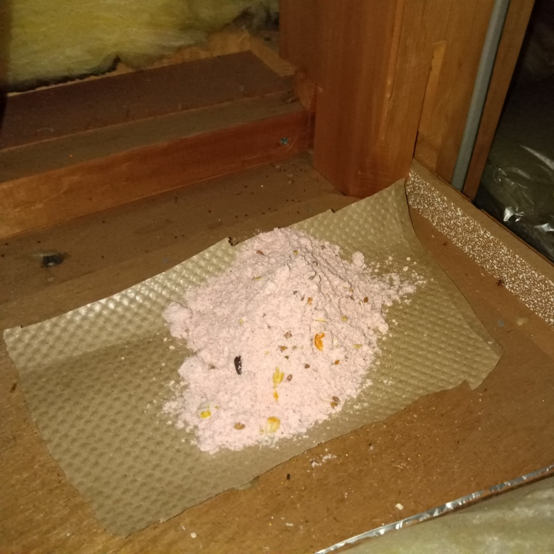屋根裏に殺鼠剤を設置した様子
