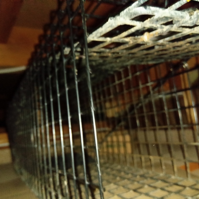屋根裏に捕獲器を設置した様子