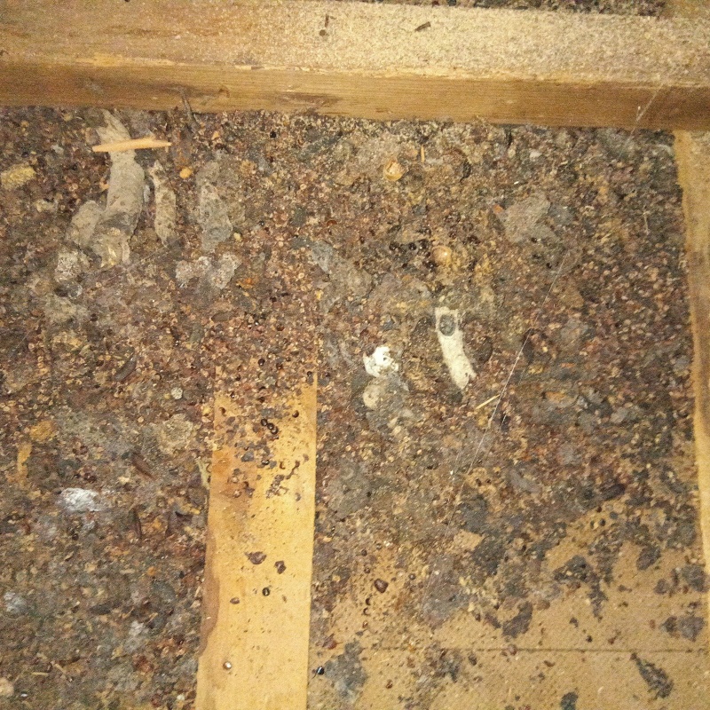 屋根裏に堆積されたフン