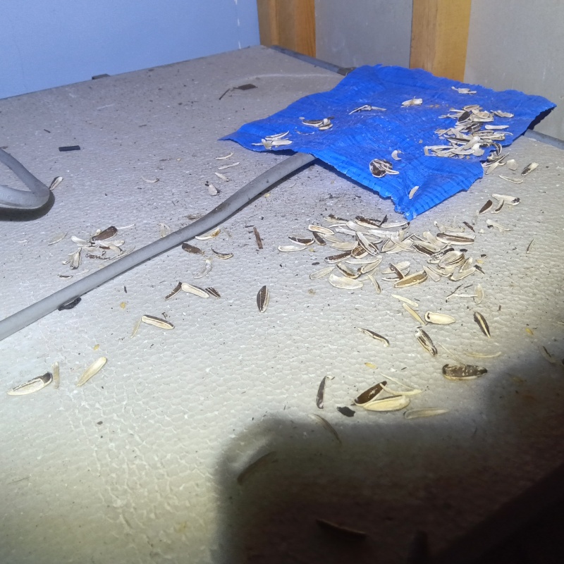 ネズミが殺鼠剤を食べたあと