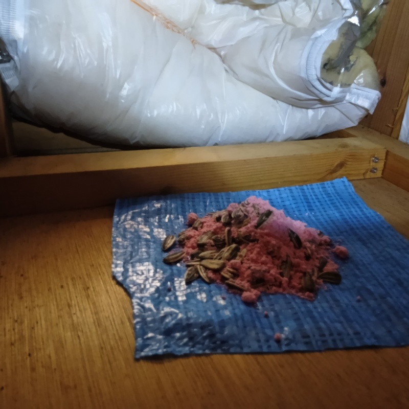 屋根裏に殺鼠剤を設置