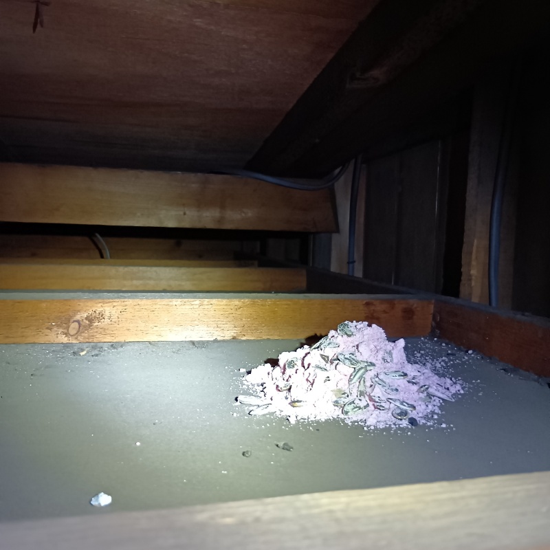屋根裏に殺鼠剤を設置