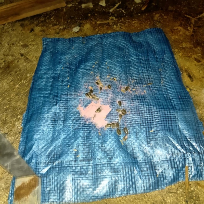 ネズミが殺鼠剤を食べたあと