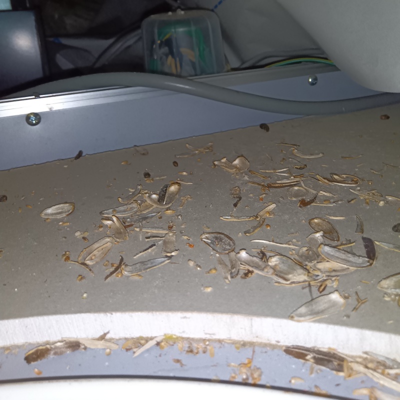 ネズミが殺鼠剤を食べたあと
