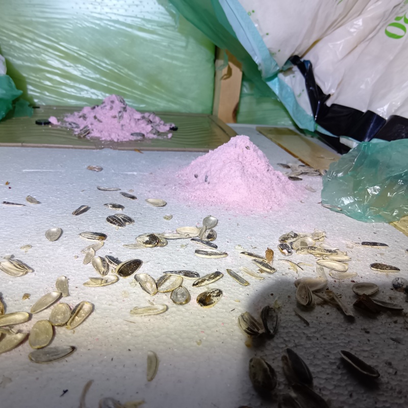 ネズミが殺鼠剤を食べたあと