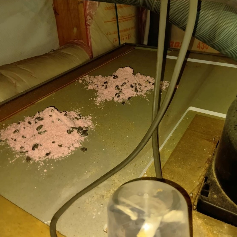 殺鼠剤を設置