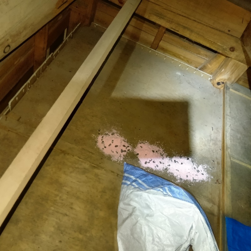 殺鼠剤を設置