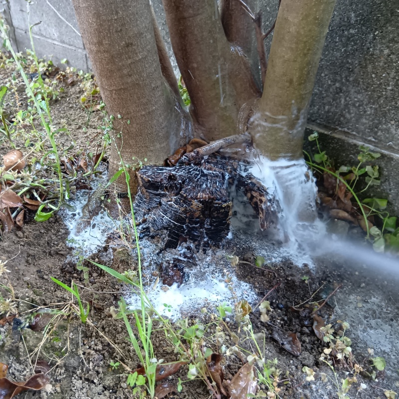 庭の切り株にシロアリ駆除剤を吹き付ける様子
