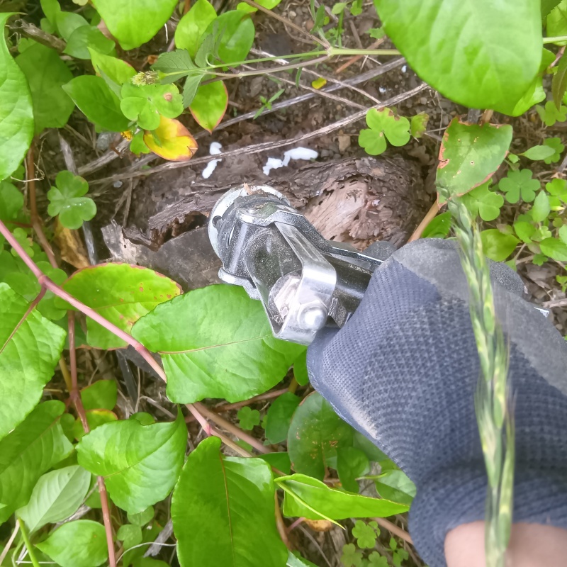 敷地内の地面にシロアリ駆除剤を散布