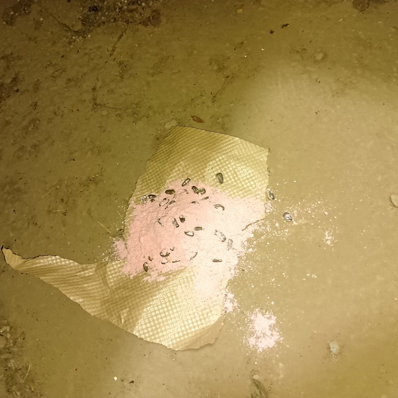 床下に殺鼠剤を設置