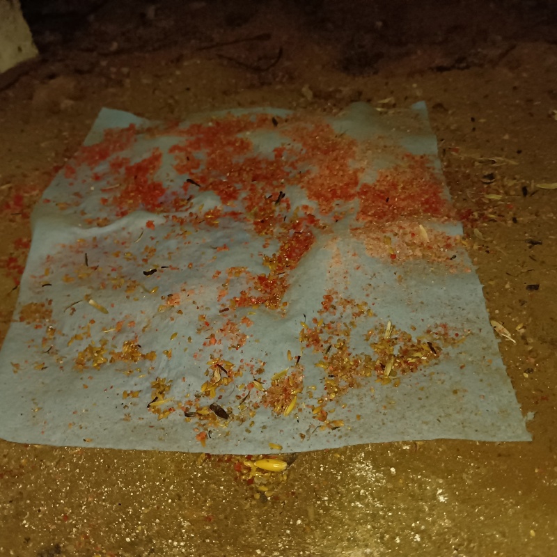 ネズミが殺鼠剤を食べたあと