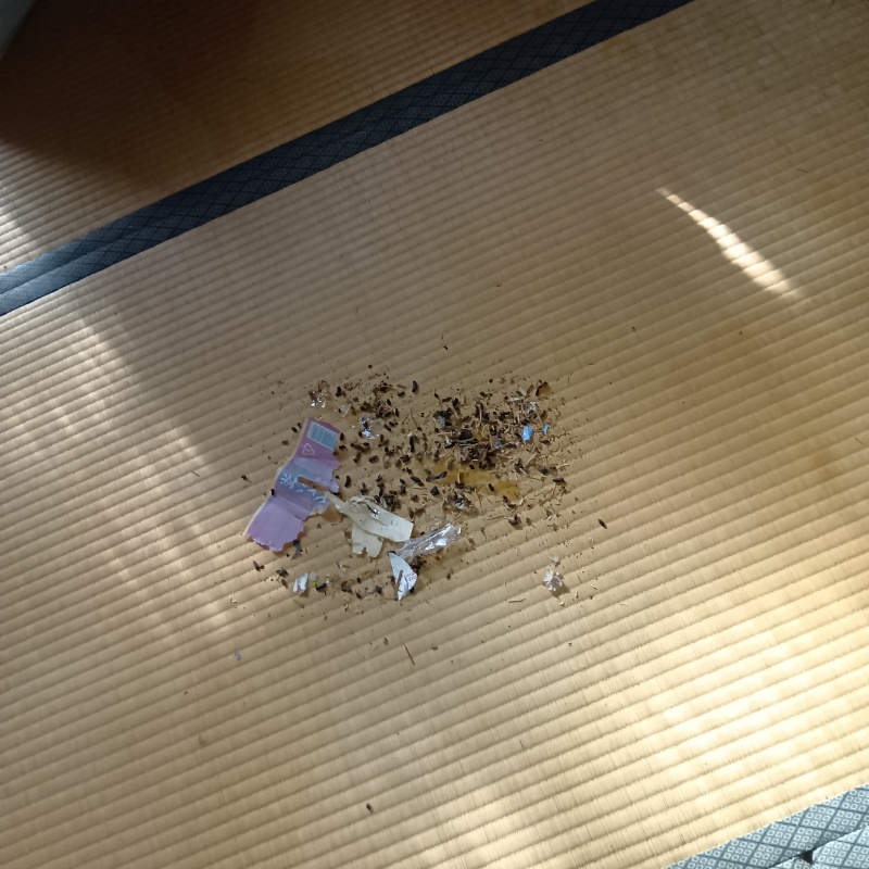 畳の上のフン害