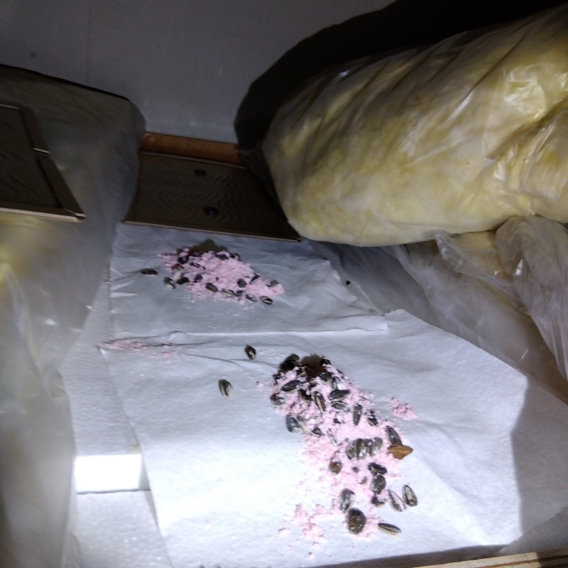 ネズミが殺鼠剤を食べたあと