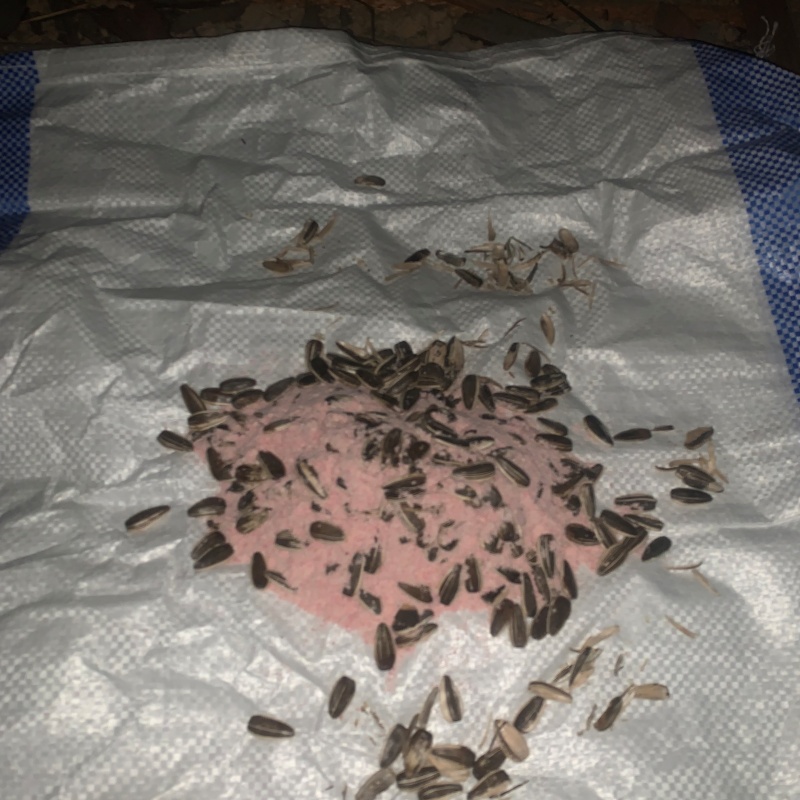 殺鼠剤を設置