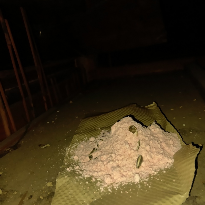 床下に殺鼠剤を設置