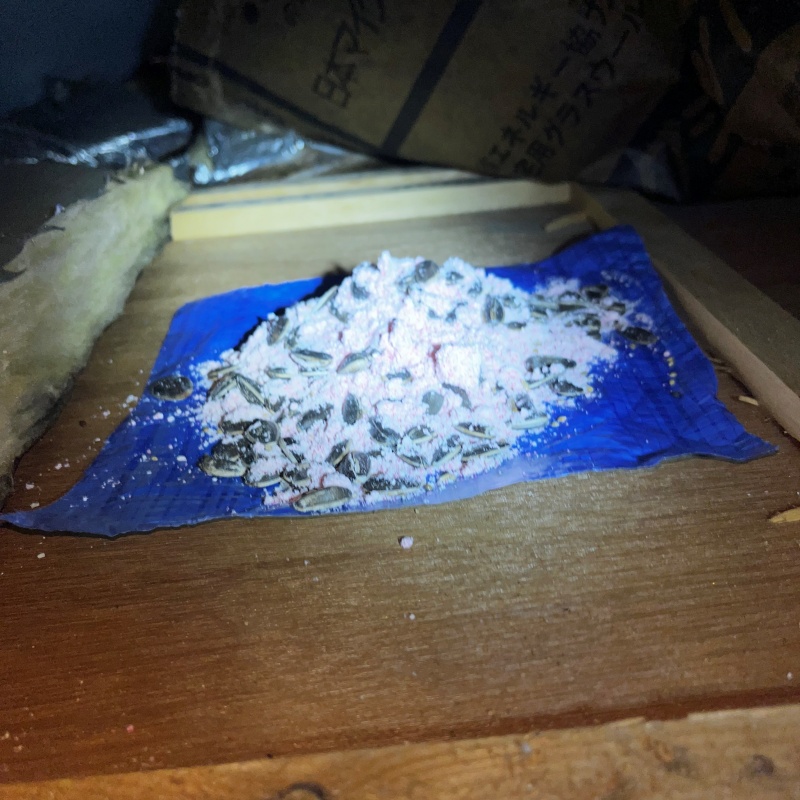 殺鼠剤を設置