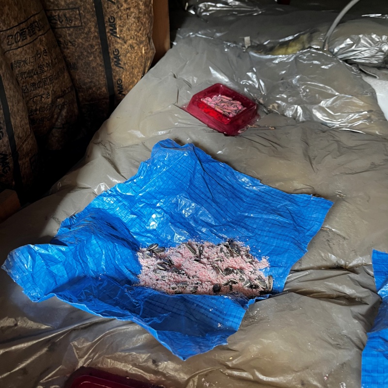 殺鼠剤を設置