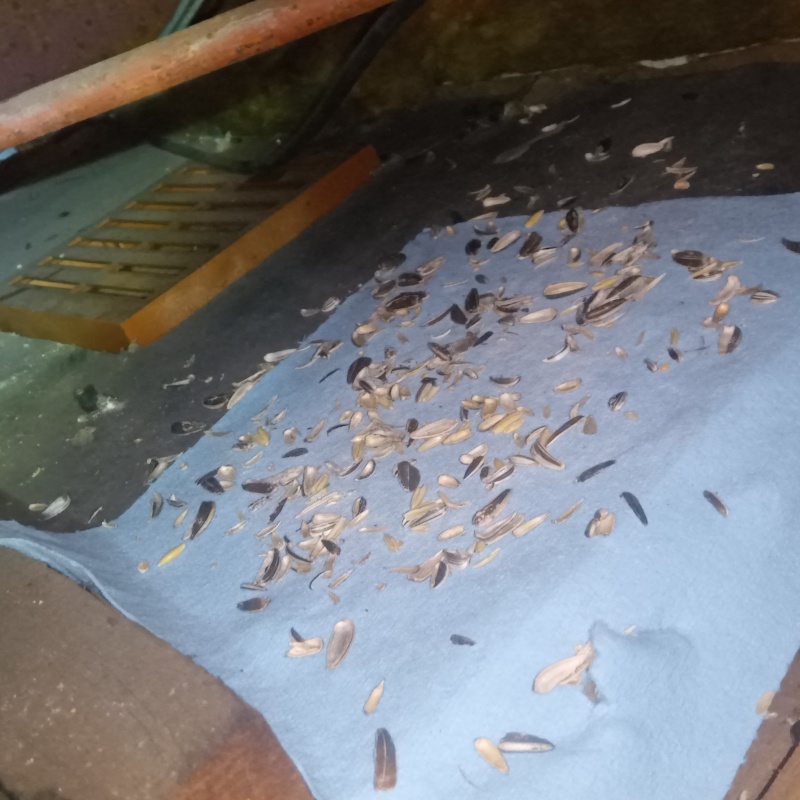 ネズミが殺鼠剤を食べたあと
