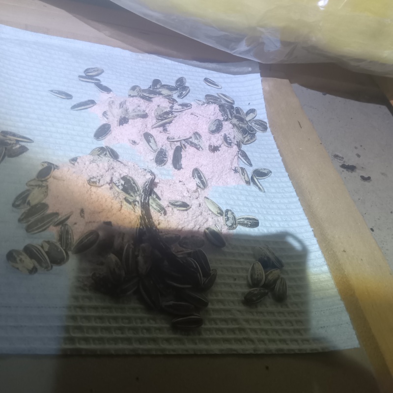 ネズミが殺鼠剤を食べたあと