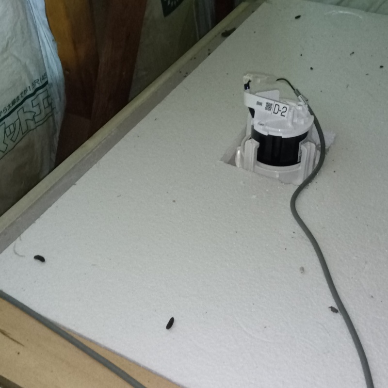 天井裏のフン