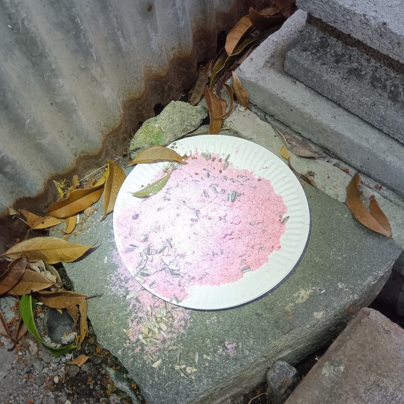 屋外の地面に殺鼠剤を設置