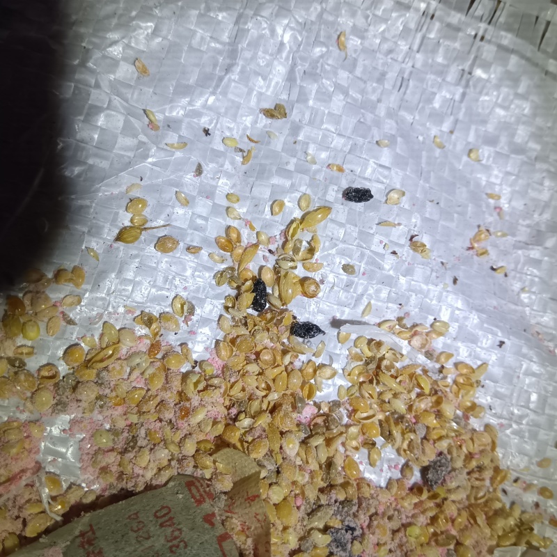 ネズミが殺鼠剤を食べたあと