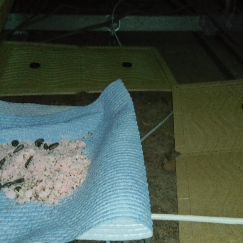 殺鼠剤のまわりに粘着シートを敷き詰めた様子