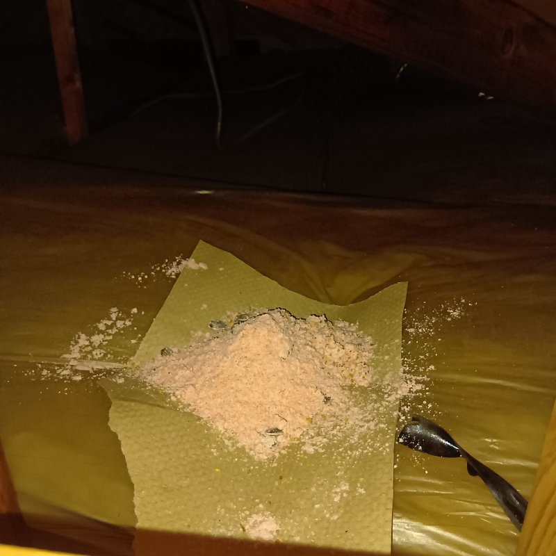 殺鼠剤を設置